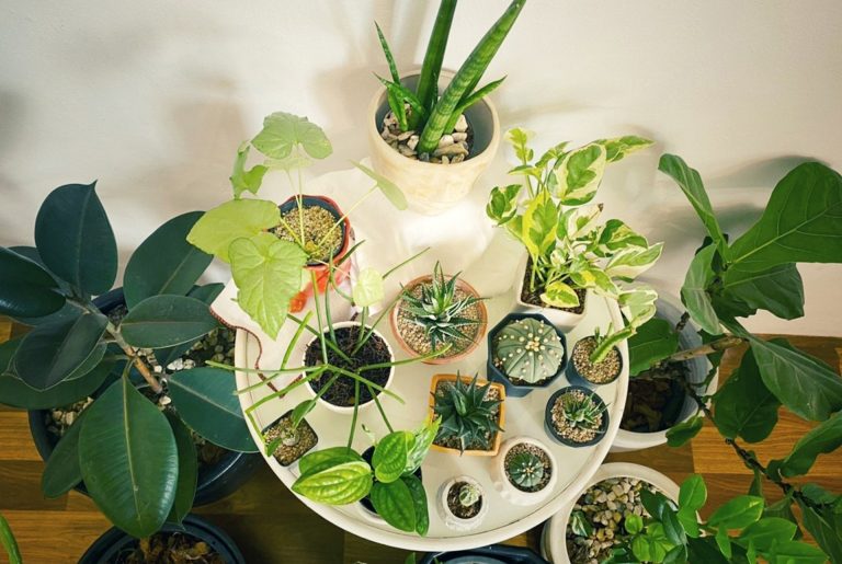 Indoor Plants to fill Vertical Spaces in Your Home