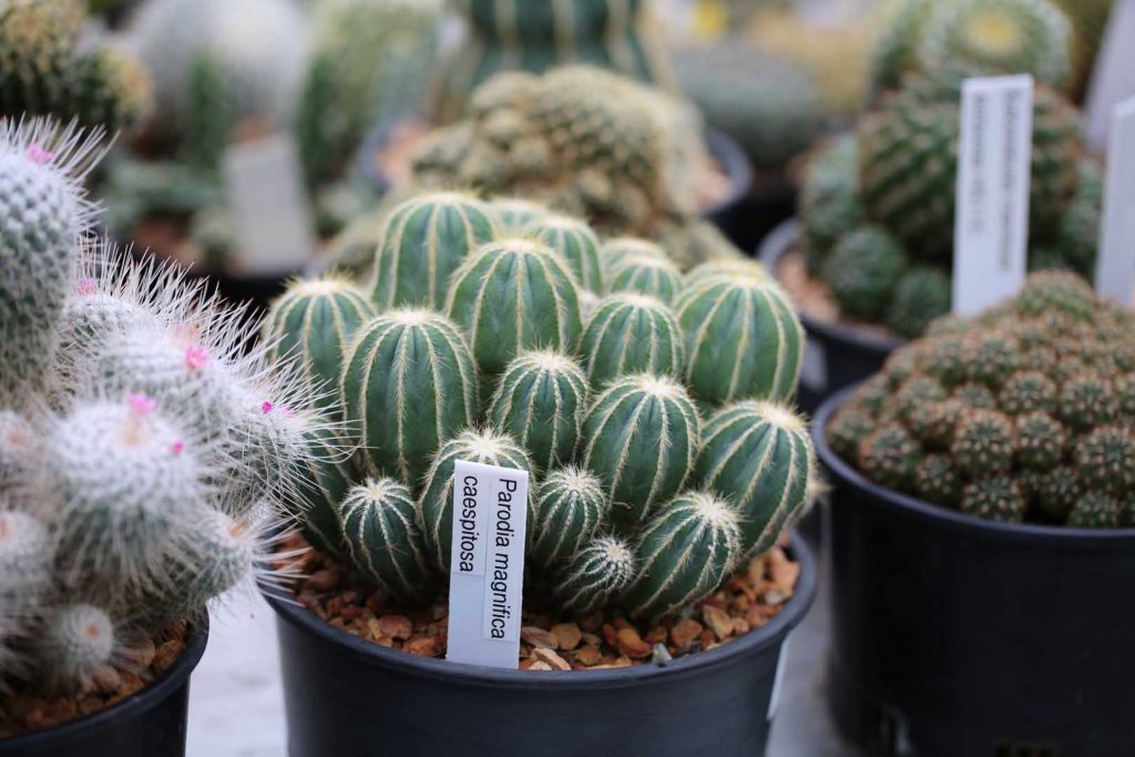 Cactus - Indoor Plants for Low Light