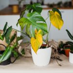 Indoor Plant