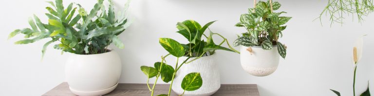 How to Choose the Right Indoor Plants for your Home