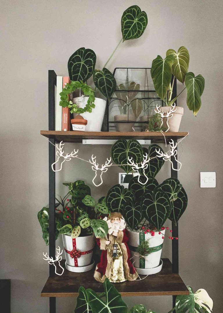 Decorating your Indoor Plants for Christmas