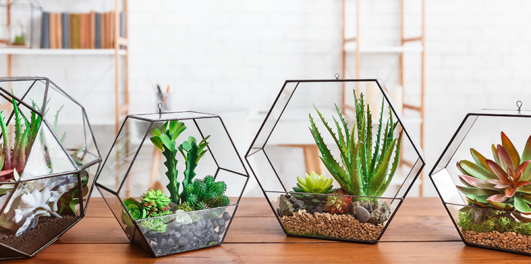 10 Christmas Gift Ideas for Indoor Plant Enthusiasts