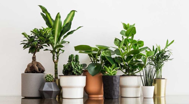 Most Popular Indoor Plants in Australia