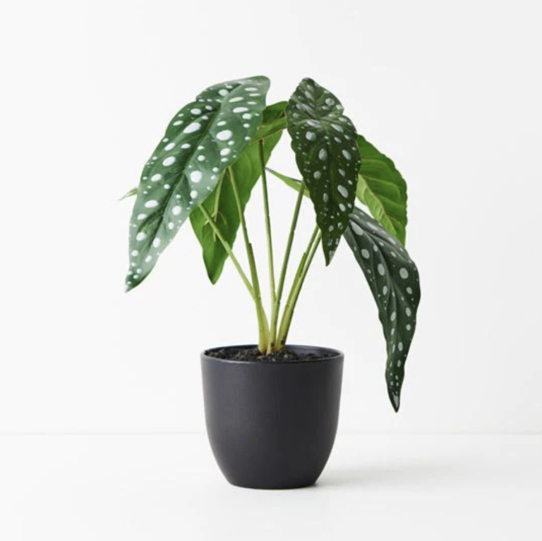 Unearth the Enchantment of Exquisite and Rare Indoor Plants
