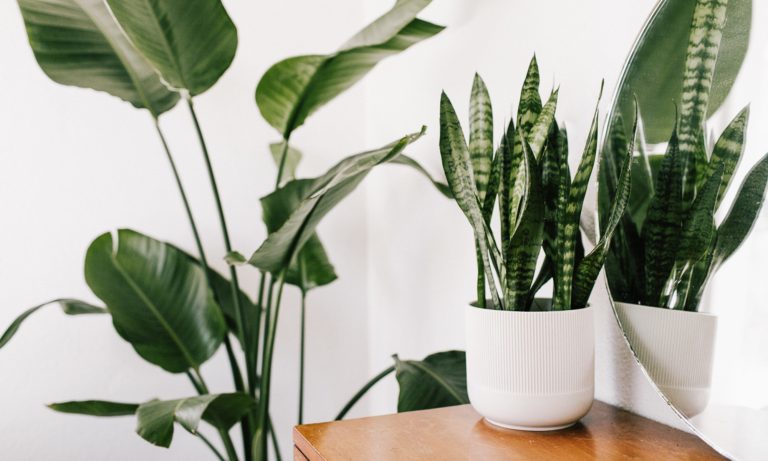 Creating a More Sustainable Home with Amazing Indoor Plants