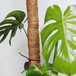 Monstera