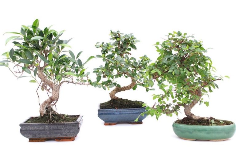 The Art of Bonsai: Miniature Tree Mastery