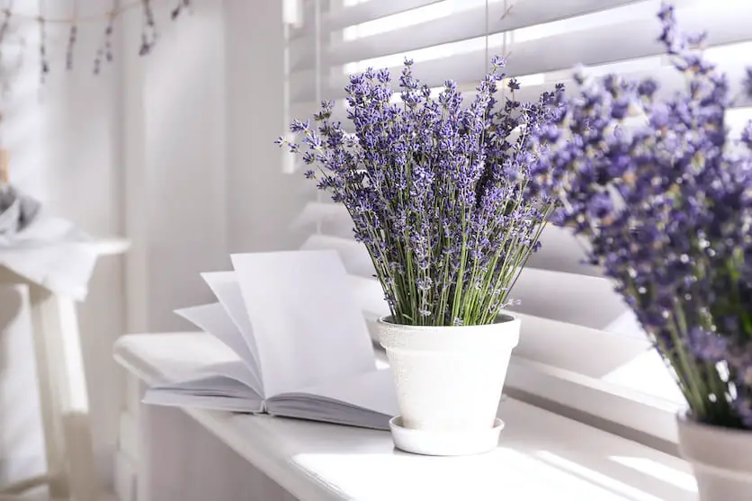 Indoor Lavender