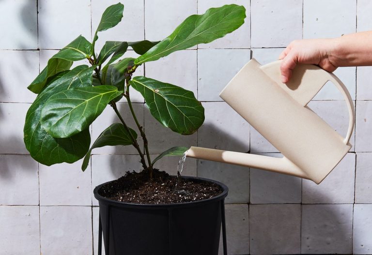 Indoor Plant Care for Beginners