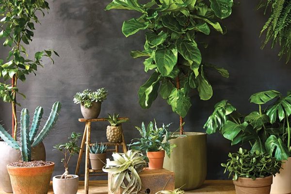 Indoor Plants