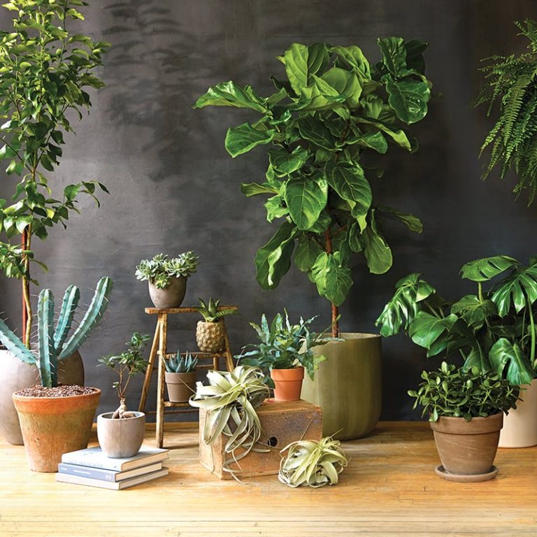 10 Low-Maintenance Indoor Plants for Busy People