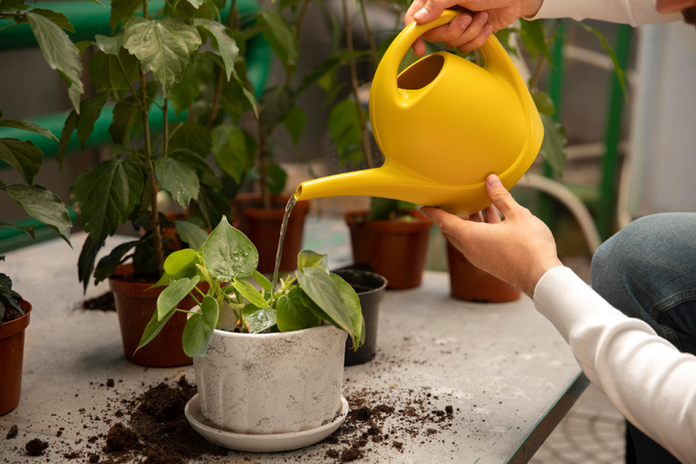 How to Create the Perfect Watering Schedule for Your Indoor Plants
