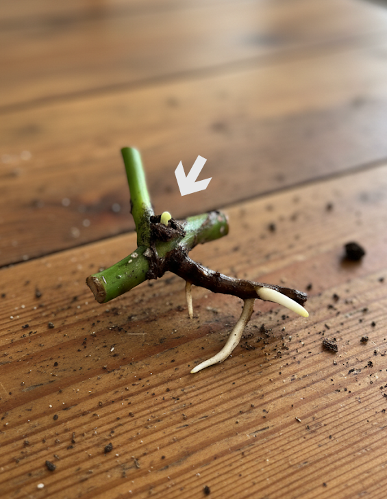 Monstera propagation node