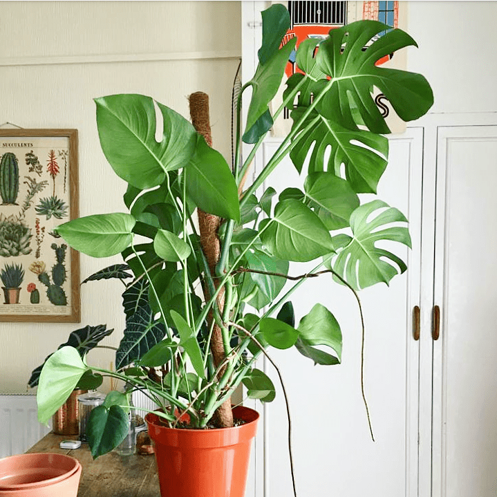 Big Monstera